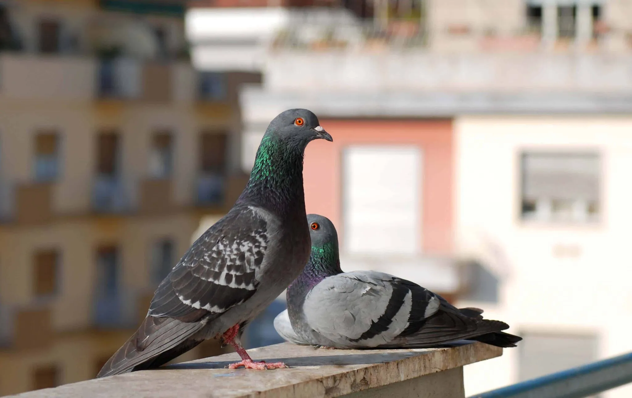 Scopri di più sull'articolo Emergenza Piccioni in Condominio: Come Comportarsi?