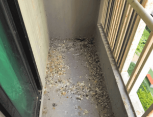 Perché pulire il guano piccione nel condominio