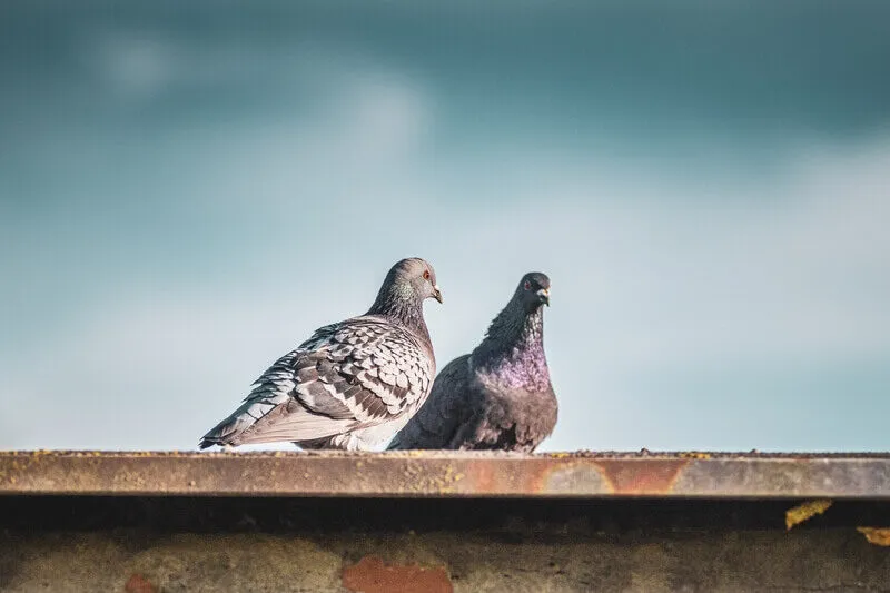 Scopri di più sull'articolo Pulizia guano piccioni condominio