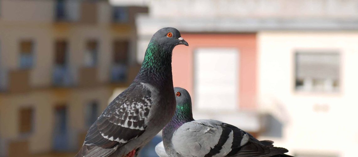 emergenza piccioni in condominio come comportarsi